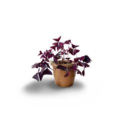 Օքսալիս (Oxalis triangularis)