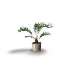 Ցիկաս(Cycas revoluta)