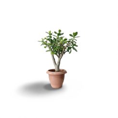 Կրասուլա Օվատա