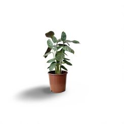 Կալատեա կոմպակտսթար