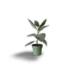 Ֆիկուս էլաստիկա կաուչուկատու