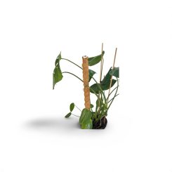 Մոնստերա (Monstera deliciosa)