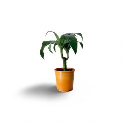 Դրացենա Ջանեթ Կրեյգ