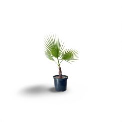 Պալմա Վաշինգտոնիա