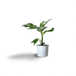 Դիֆենբախիա Կոմպակտա