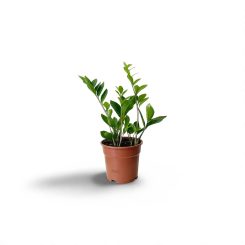 Զամիակուլկաս