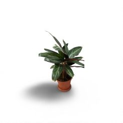 Ստրոմանտե (Stromanthe Sanguinea)