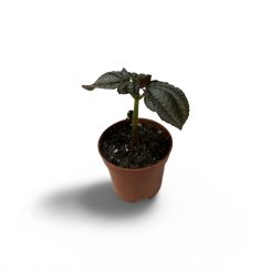 Պիլեա (Pilea spruceana)