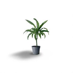 Դրացենա Ջանեթ