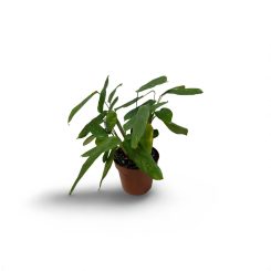 Կտենանտե  (Ctenanthe lubbersiana)