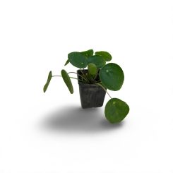 Պիլեա(Пилея Пеперомиевидная)