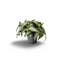 Դրացենա բուրավետ