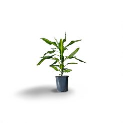 Դրացենա Բարլի