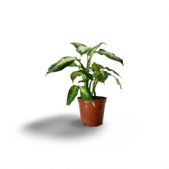 Դիֆենբախիա կամիլա