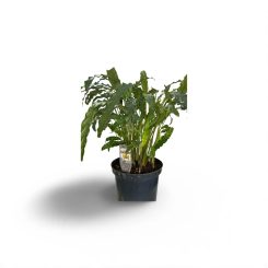 Կալատեա Ռուֆիբարբա