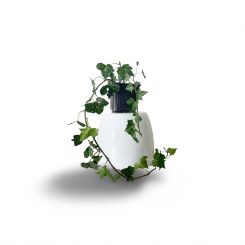 Բաղեղ(Hedera helix)