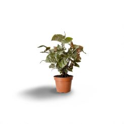 Սինգոնիում Բրոկանտե