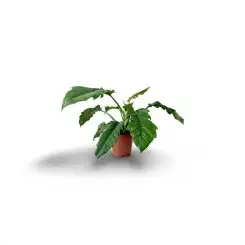 Ֆիլոդենդրոն (Philodendron ‘Narrow Escape’)