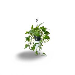 Սինդապսուս աուրեում