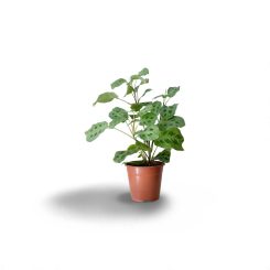 Մարանտա կերխովենա