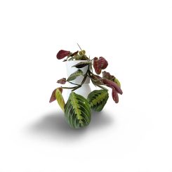 Մարանտա ֆասցինատոր