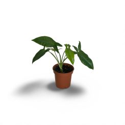 Սինգոնիում (Syngonium Dark Green)