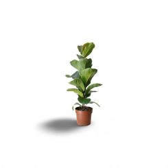 Ֆիկուս լիրատա