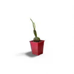 Օպունցիյա (Opuntia microdasys)