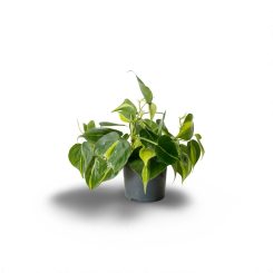 Ֆիլոդենդրոն Բրազիլ