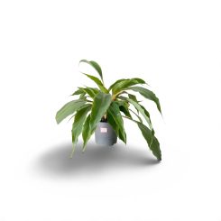 Խլորոֆիտում օրանժ