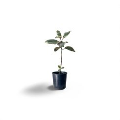 Ֆիկուս էլաստիկա Տինեկե