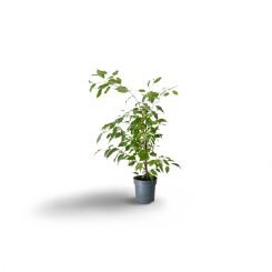 Ֆիկուս բենջամին Դանիելա