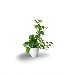 Էպիպրեմնում աուրեում