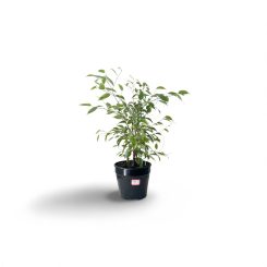 Ֆիկուս բենջամին Կինկի