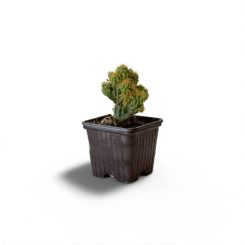 Ցերեուս(cereus peruvianus monstruosa)