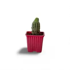 Էխինոցերեուս (Echinocereus websterianus)