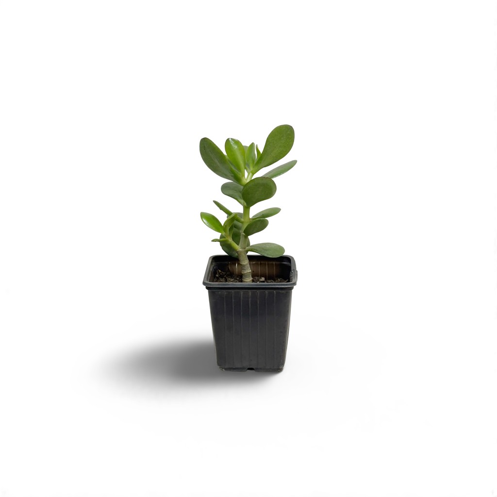 12aded01-a15e-4d20-aadd-31077ba99c6b