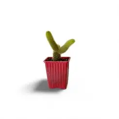 Կլեյստոկակտուս վինթերի  (Cleistocactus winteri)