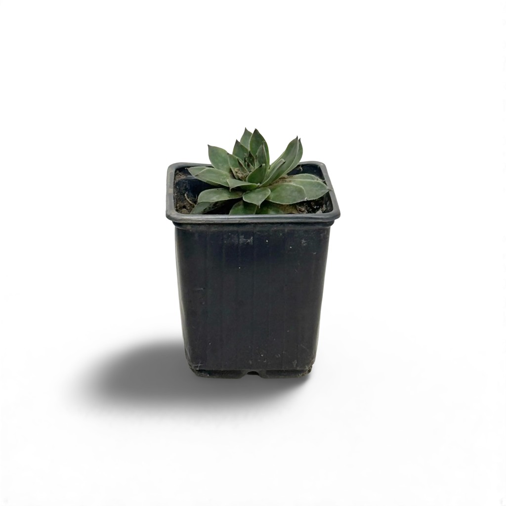 c2e70fe2-a6ee-4e03-8bb4-6e9b7e4a383f