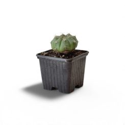 Գիմնոկալիցիում (Gymnocalycium baldianum )