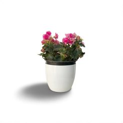 Բեգոնիա վարդագույն