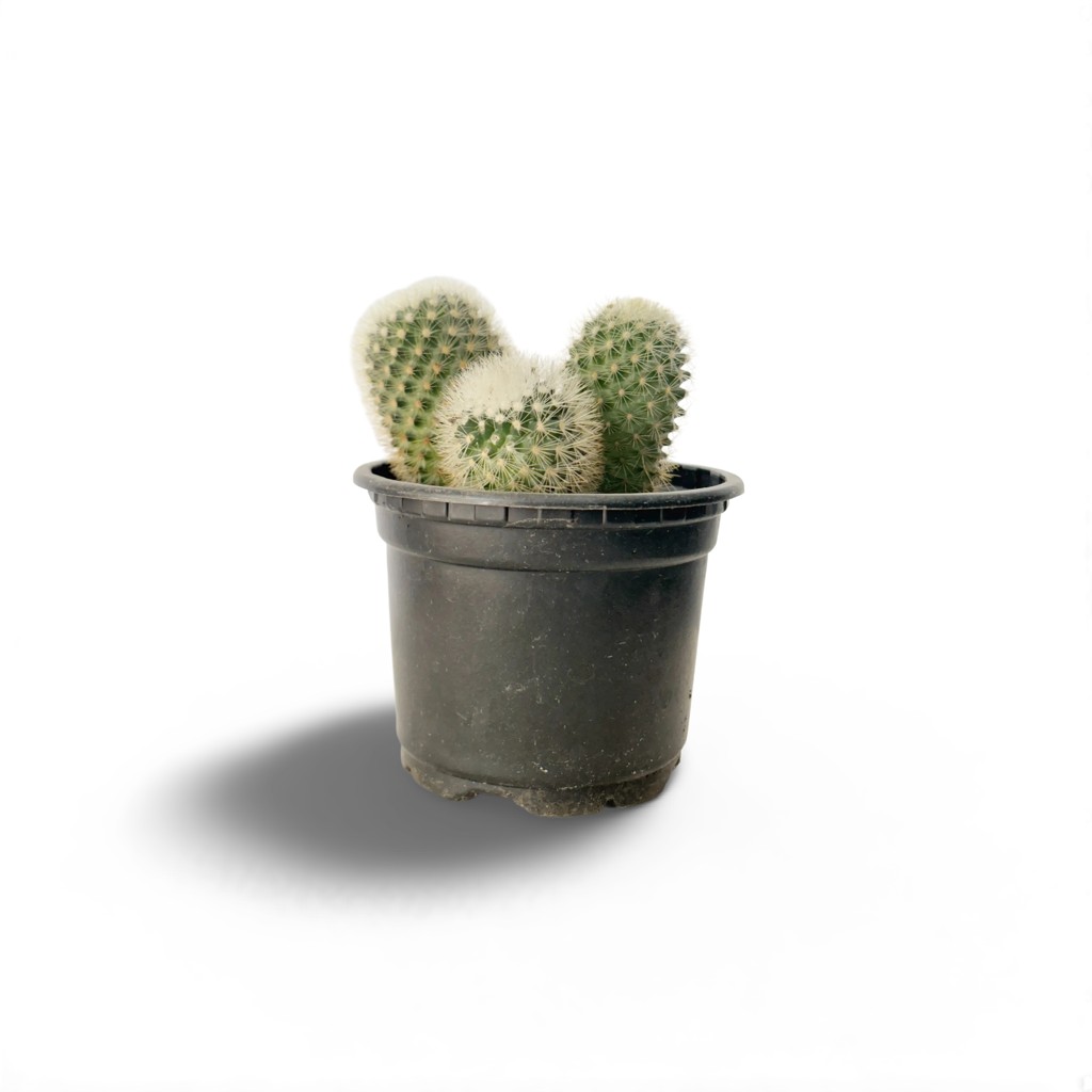 31513d4e-a914-4450-872f-89b574d35f8f