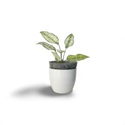 Ագլաոնեմա snow white