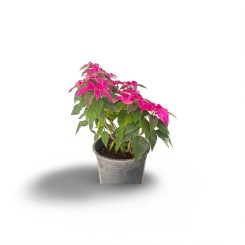 Պուանսետիա վարդագույն