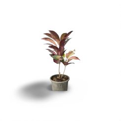 Կոդեում Միսիս Այսթոն