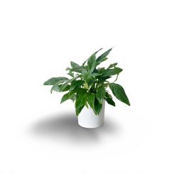 Սպատիֆիլում