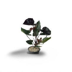 Անթուրիում սև (Paris Black)