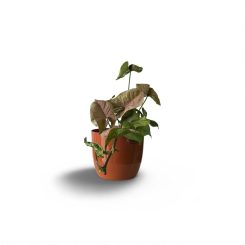 Սինգոնիում վարդագույն