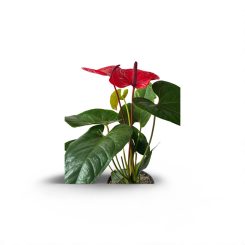 Անթուրիում կարմիր(Anthurium Nevada)