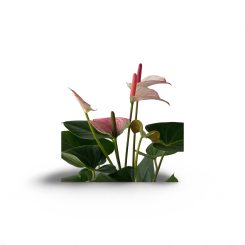 Անթուրիում վարդագույն(Anthedesia pink)